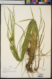 Carex typhina image