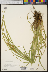 Carex typhina image