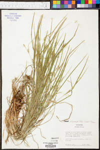 Carex oligocarpa image