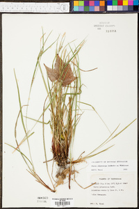 Carex oligocarpa image