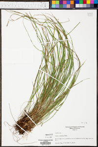 Carex oligocarpa image