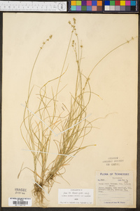 Carex rosea var. radiata image