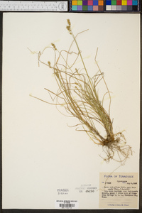 Carex retroflexa image