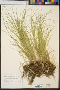 Carex retroflexa image