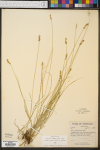 Carex retroflexa image