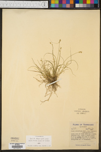 Carex retroflexa image