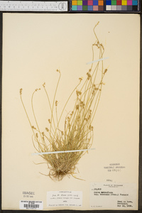 Carex retroflexa image