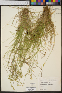 Carex retroflexa image