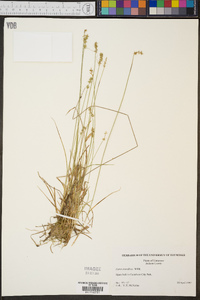 Carex retroflexa image