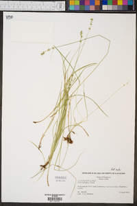 Carex retroflexa image