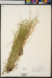 Carex retroflexa image