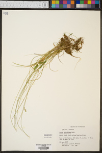 Carex retroflexa image