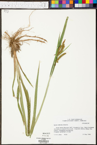 Carex scabrata image