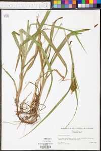 Carex scabrata image