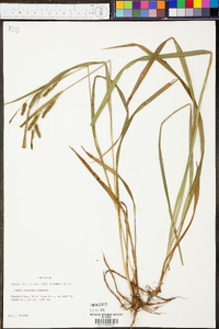 Carex scabrata image