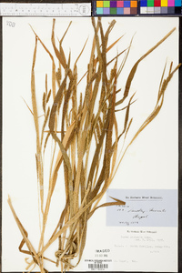 Carex scabrata image