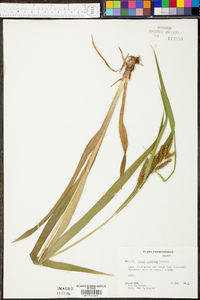 Carex scabrata image