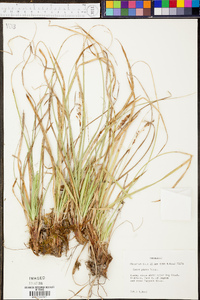 Carex picta image