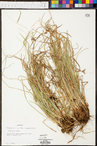 Carex picta image