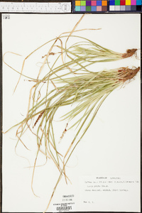 Carex picta image