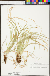 Carex picta image