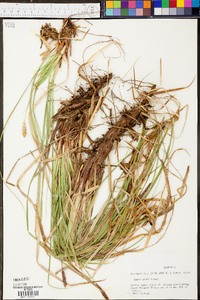 Carex picta image