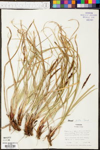 Carex picta image