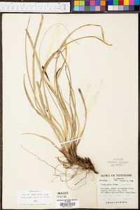 Carex picta image