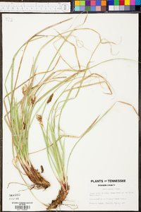 Carex picta image