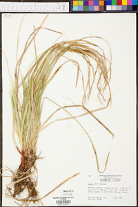 Carex picta image