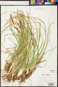 Carex picta image