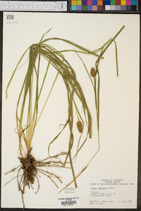 Carex typhina image