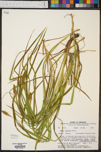 Carex typhina image