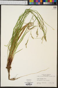 Carex venusta image