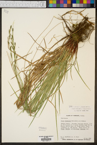 Carex virescens image