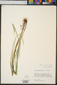 Carex virescens image