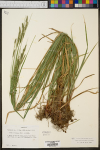 Carex virescens image