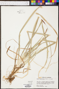 Carex baltzellii image