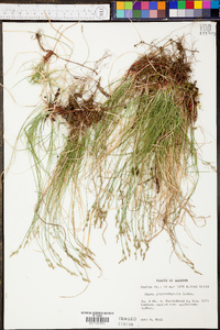 Carex albicans var. australis image