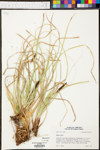 Carex picta image