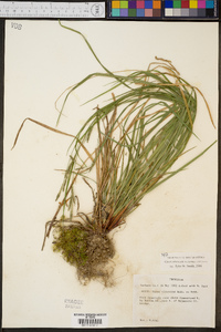 Carex virescens image