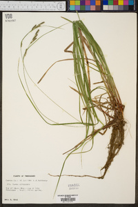 Carex virescens image