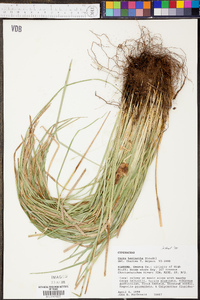 Carex basiantha image