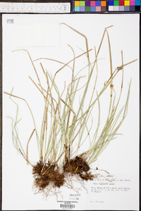 Carex basiantha image