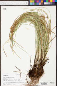 Carex basiantha image