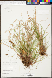 Carex albicans var. emmonsii image