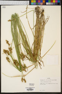 Carex albolutescens image