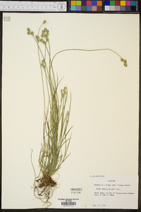 Carex albolutescens image