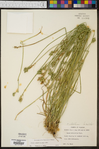 Carex albolutescens image