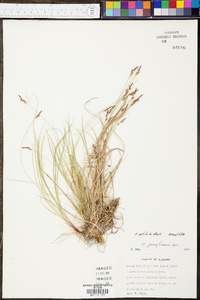 Carex albicans var. albicans image